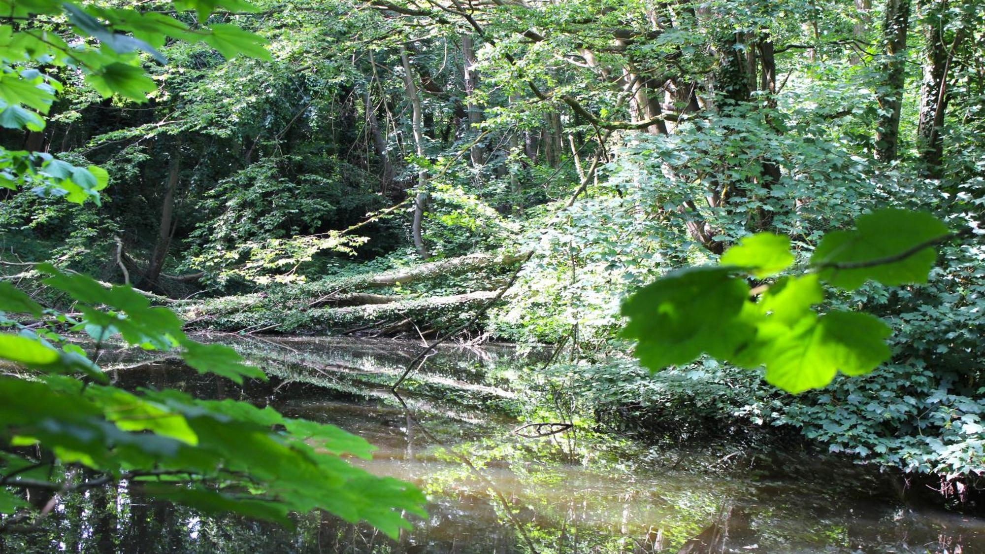 Zum Wohlfuhlen Fur 4 Erwachsene +1 Kind, Schwimmbad Vor Der Tur Tiere Erlaubt Daire Sierksdorf Dış mekan fotoğraf